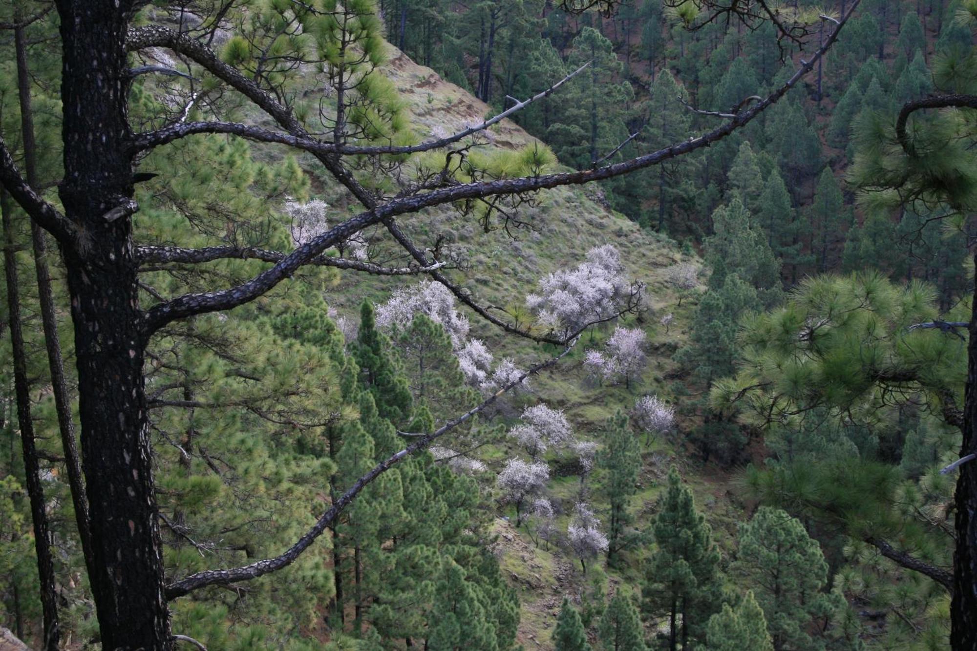 Casa Rural El Riachuelo Garafía Dış mekan fotoğraf